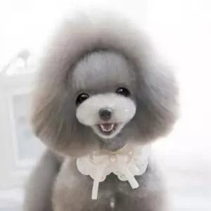 백설공주 애견스카프