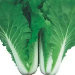 서울배추 야채 쌈 배추 채소 품종 종자 씨앗 20g (WA68267)