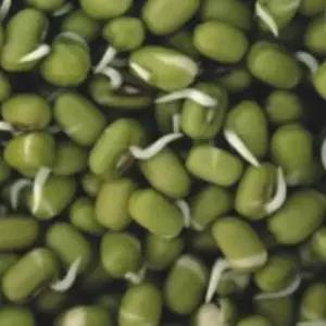 숙주 나물 녹두 곡물 콩류 종자 품종 식물 씨앗 600g (WB922C6)