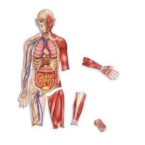 학습 자료 양면 자성 인체 - 해부학 모델, 학생용 신체 부위, STEM 교실 필수품, 의사용 골격 키트, 과학 및 홈스쿨 필수품