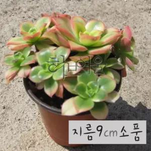 카라솔 다육화분 9cm 미니 다육식물 실내인테리어 화분