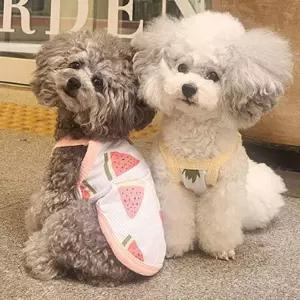 강아지 쿨링 메쉬 과일 나시 티셔츠 1P 여름 민소매 강아지여름옷