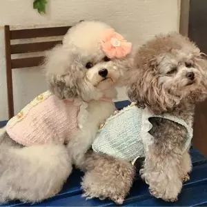 강아지 트위드 금단추 나시티 1P 프릴 민소매 외출옷 강아지여름옷