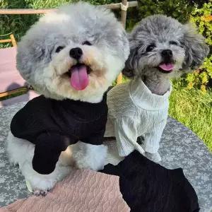 강아지 꽈배기 니트 목폴라 1P 애견 긴팔 티셔츠 겨울