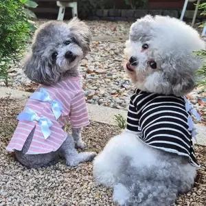 강아지 스트라이프 리본 티셔츠 1P 등절개 긴팔 골지