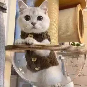 고품질 BS 고양이 뽀글이 후리스 조끼 OSM-1006300 고양이겨울옷 고양...