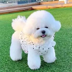 강아지옷 애견 외출복 실내복 벌룬 도트 원피스