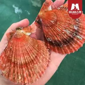 마녀바스켓 당일조업 통영 비단가리비 3kg