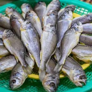 국내산 참조기 굴비 1