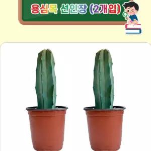 초등 식물 관찰 및 생태교육용 용신목 선인장 2개입 세트 학교과학준비물 방과후수업 STEAM교구