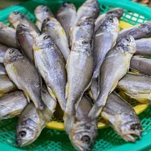 국내산 참조기 굴비 1팩당 7-8미 250g내외 20팩
