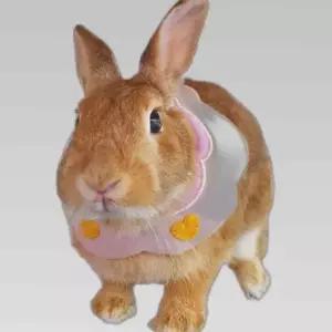 강아지목도리 반려동물 스카프 소형