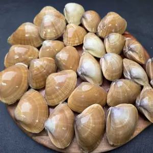국내산 생물 명주조개 갈미조개 1kg