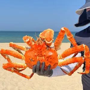 러시아 자숙 블루 킹크랩 2.5kg