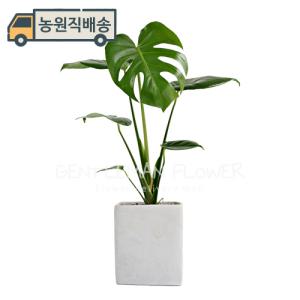 몬스테라 테이블화분 (SH0034T) 거실 개업화분 실내공기정화식물
