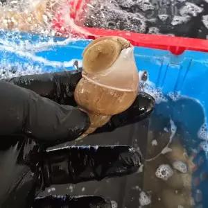 장보리 국내산 당일조업 백골뱅이 백고동 소 1kg