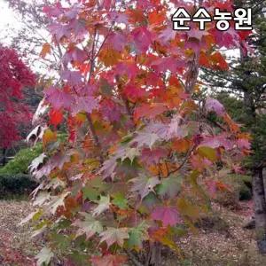 우산고로쇠나무 묘목 실생3년 플러그묘 3개/활엽수/특용수