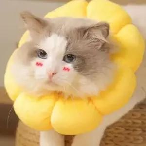 고양이 넥카라 강아지 깔대기 쿠션 목보호대 노랑 S