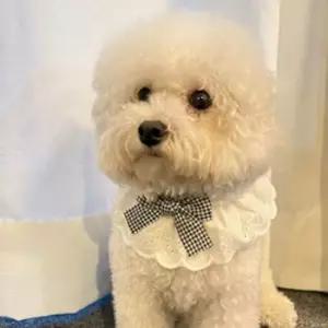 강아지 레이스 체크 리본 스카프 1P 넥케이프 패션