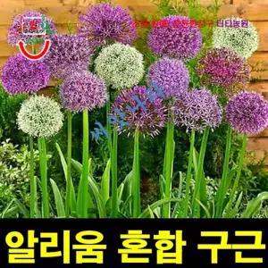알리움 구근 혼합 15구 1세트