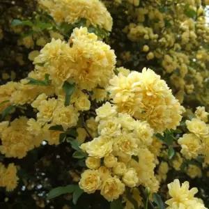 목향장미 노랑 가시없는찔레장미 묘목- 키 약 60-70cm IR001