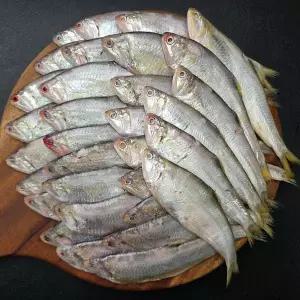 연안 급냉 밴댕이 1kg(30~40미 내외)
