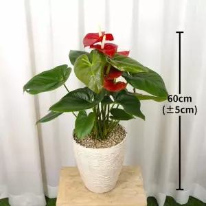 안시리움 60cm 코스트코 잡화마켓2606