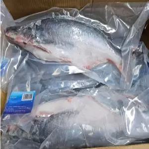 ( 한마음 미트) 베트남 가바사 가바사홀 5마리 (CA BASA) (냉동)