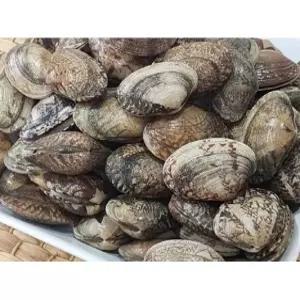 활 바지락 1kg (특대)