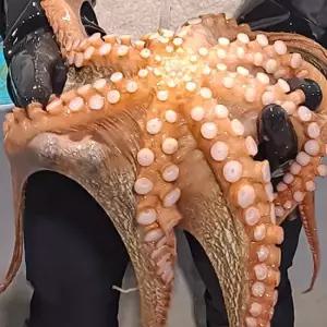 돌문어 1kg