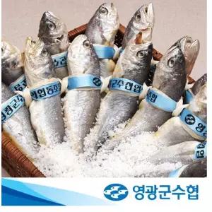 [수협중앙회][영광군수협] 몸愛좋은굴비 가정용 1.5kg(20미)