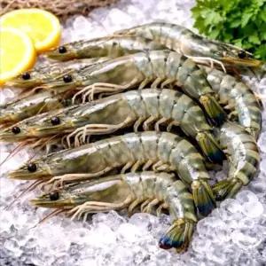급냉 자연산 대하 500g 5세트