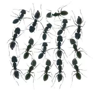 살아있는 개미(투명관찰통 포함) EDU-31490 / 체험학습키트 생물실습재료
