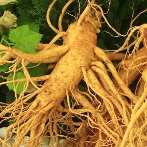 6년 난발삼3호(750g) 금산인삼산지직송미삼덤드립니다