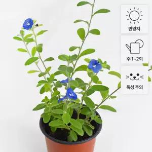 아메리칸 블루 소형 꽃모종 야생화 블루 데이지 인테리어 식물