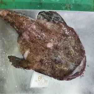 국내산 생물 아귀 아구 손질 생아귀 3kg