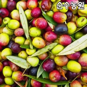 올리브나무 묘목, 아르베키나(자가수정) 10cm포트 1개/유실수/과실수