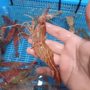 동해안 도화새우 독도 활새우 자연산 산지직송 500g, 1개