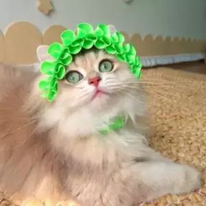 고양이 모자 사진촬영용 고양이 프릴 형광 모자 고양이모자 캣모자 반려묘모