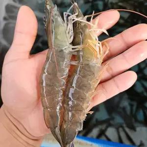 방장포장 신안 횟감용 하우스 흰다리새우 1kg 35미 내외