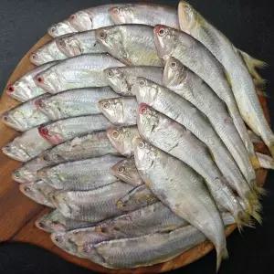 국내산 밴댕이 2kg 횟감 회무침