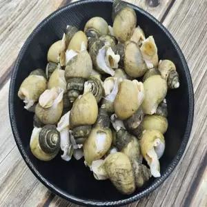 급냉 골뱅이 1kg