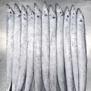 손질 생물 먹갈치1.5kg(8-11미)