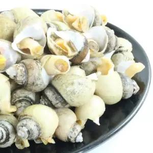 국내산 자숙 골뱅이 850g x 1팩