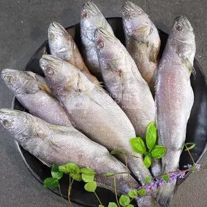 [오대양씨푸드] 자연산민어 8~9미 1kg 제수용생선