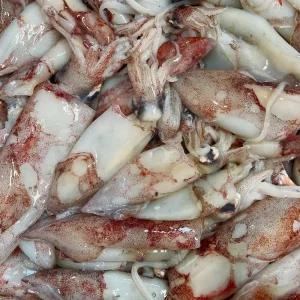 자연산 서해안 생물 한치 1kg(20~40미)총알한치