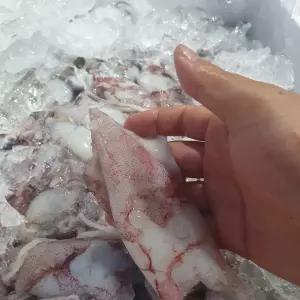 국내산 생물한치 2kg 통찜용 산지직송 한치오징어