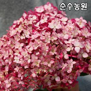 아나벨수국나무 묘목, 루비아나벨 15cm포트/미국수국/꽃나무/조경수