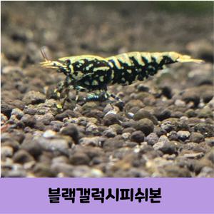 비쉬림프 블랙갤럭시피쉬본새우 중급이상 5마리