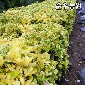 황금사철나무 묘목 삽목2년 뿌리묘 5개실내조경생울타리악센트 조경